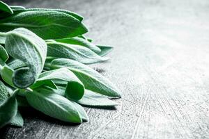 Freshly cut salvia from the home garden. photo