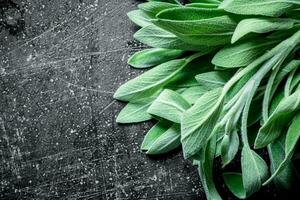 Freshly cut salvia from the home garden. photo