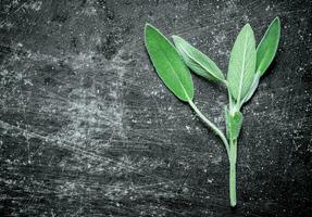 Sprig of fresh salvia. photo