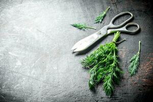 Fresh dill with scissors. photo