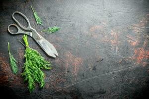 Fresh dill cut in the home garden. photo