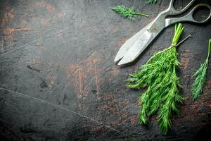 Fresh dill with scissors. photo