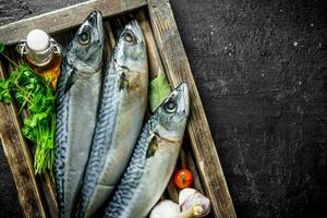 Fresh raw mackerel on a wooden tray with parsley and garlic. photo