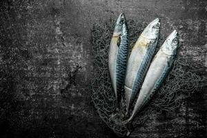 Fresh raw mackerel with fishing net. photo