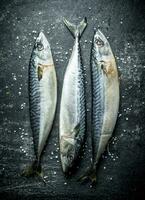 Freshly caught mackerel fish. photo