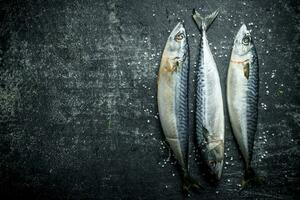 Raw fish mackerel. photo