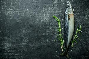 Raw fish mackerel with rosemary. photo