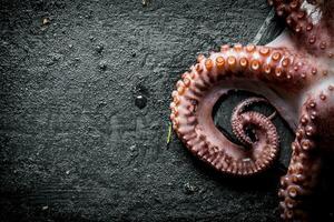 Octopus on black rustic background photo