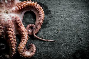 Fresh octopus food. photo