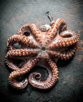 Seafood. Fresh octopus. photo