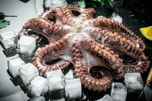 Fresh octopus with ice. photo