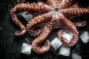 Fresco pulpo con hielo. foto