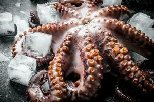 Octopus with pieces of ice. photo