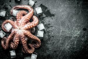 Octopus with pieces of ice. photo