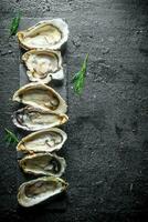 Seafood. Raw Opened oysters on a stone stand. photo