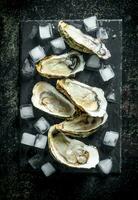 Seafood. Opened raw oysters on a stone Board with ice cubes. photo