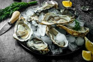 Opened oysters with ice, lemon slices and knife. photo