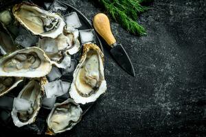 Appetizing raw oysters with ice cubes and a knife. photo