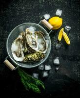 Seafood. Raw oysters in a colander with slices of lemon and ice. photo