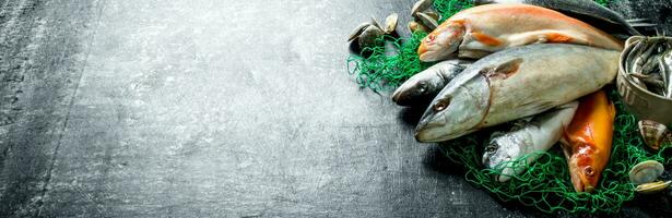 Fresh fish on a fishing net with oysters. photo