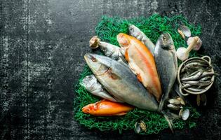 Fresh fish on a fishing net with oysters. photo