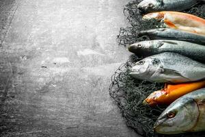 Assortment of fresh fish on the fishing net. photo