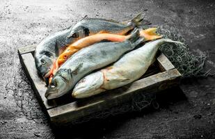 Fresh sea fish in the fishing net on the tray. photo