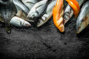 Raw fish flounder, tuna, sea bass and trout. photo