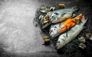 Various raw fish on fishing net with oysters. photo