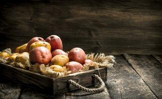 Fresh potatoes in an old tray. photo