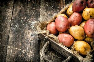 Fresh potatoes in an old tray. photo