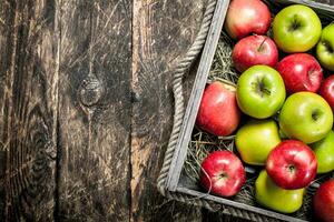 box with fresh red and green apples. photo