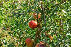 ripe juicy pomegranates growing in autumn on a tree in Turkey photo