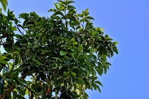 green tasty healthy organic avocado growing on a tree in the warm summer sun photo