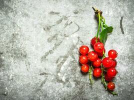 Branch of red currants. On stone background. photo