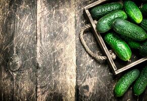 fresh cucumber on an old tray. photo