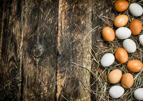 pollo huevos en el paja. foto