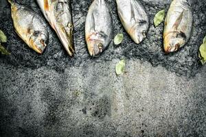 Fresh fish, dorado and pike with a fishing net. photo