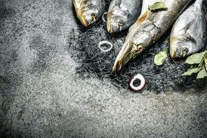 Fresh fish, dorado and pike with a fishing net. photo