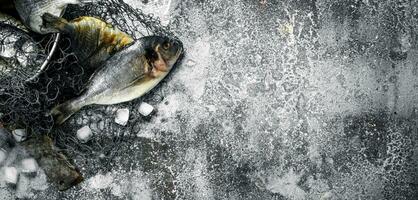 Fresh unprepared Dorado fish in an old bucket with fishing net. photo