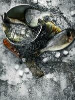 Fresh unprepared Dorado fish in an old bucket with fishing net. photo