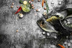 Fresh unprepared Dorado fish in an old bucket with fishing net. photo