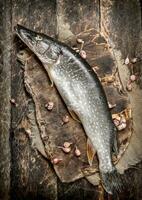 Fresh unprepared pike on a cutting board. photo