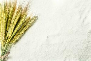 Spikelets of wheat on flour. photo