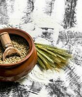 Wheat grains with a scoop in a bowl. photo