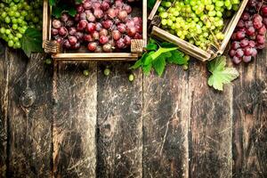 Fresco cosecha de uvas en cajas foto