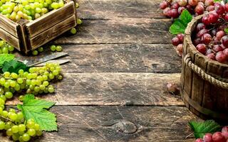 fresh harvest of grapes in boxes. photo