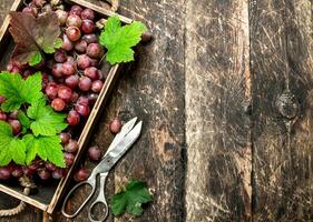 Red grapes on an old tray. photo