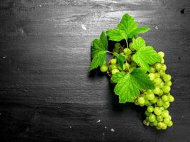 bunch of green grapes. photo