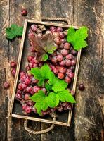 Red grapes on an old tray. photo